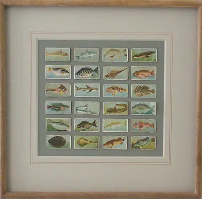 Fish of Australasia — Cigarette Card Collection