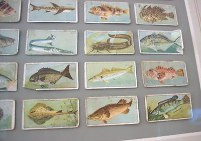 Fish of Australasia — Cigarette Card Collection