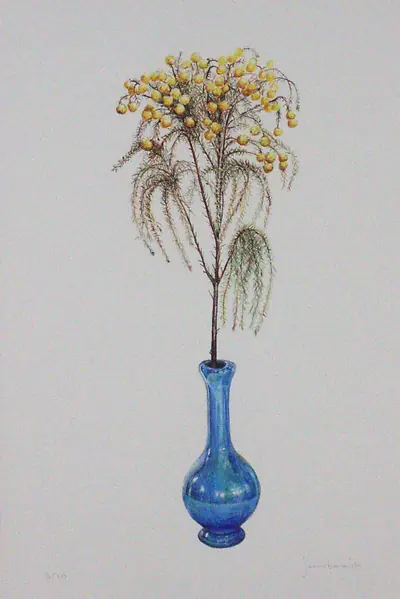 Acacia Cognata