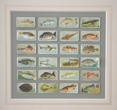 Fish of Australasia — Cigarette Card Collection